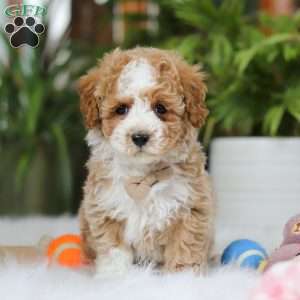 Blake, Maltipoo Puppy